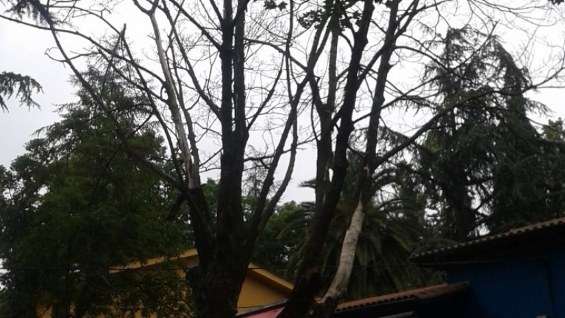 Bekosoloko Jolas Parke Ondoko Zuhaitzaren Egoera Kaxkarrra